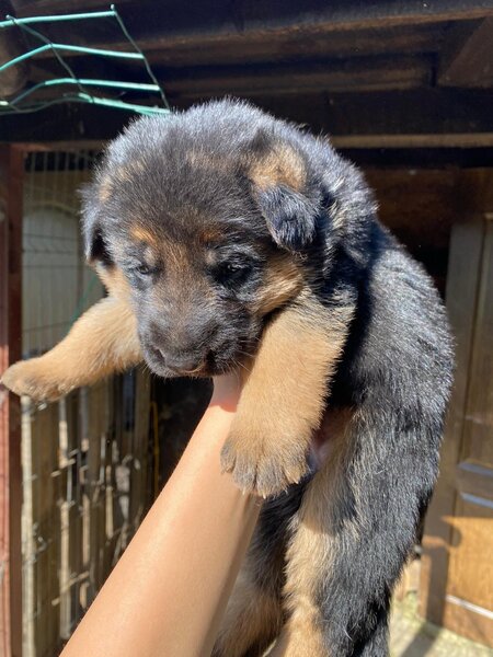 Pui Ciobanesc German masculi negrii si roscati - doua luni si jumatate.