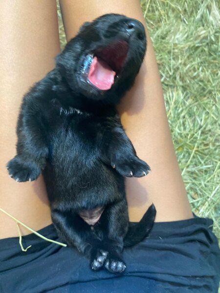 Pui Ciobanesc German masculi negrii si roscati - doua luni si jumatate.