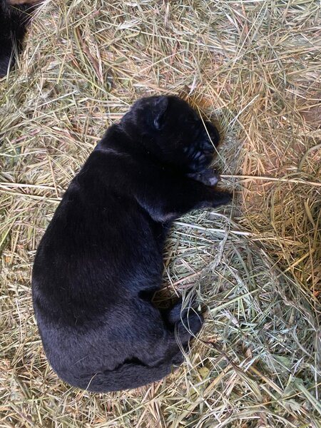 Pui Ciobanesc German masculi negrii si roscati - doua luni si jumatate.