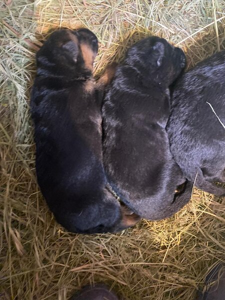 Pui Ciobanesc German masculi negrii si roscati - doua luni si jumatate.