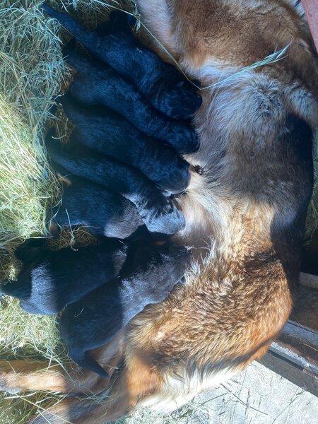 Pui Ciobanesc German masculi negrii si roscati - doua luni si jumatate.