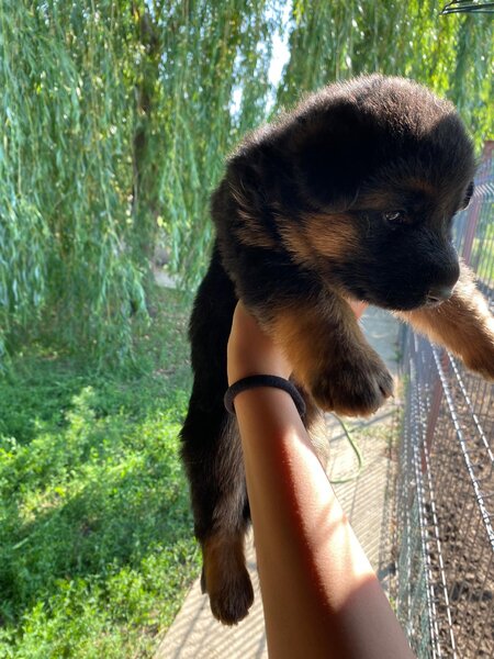Pui Ciobanesc German masculi negrii si roscati - doua luni si jumatate.