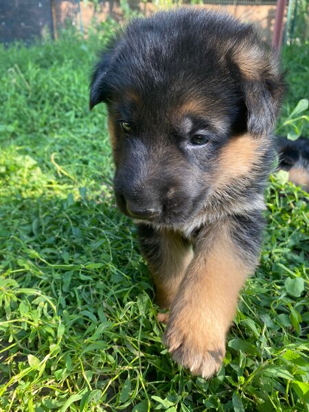 Pui Ciobanesc German masculi negrii si roscati - doua luni si jumatate.