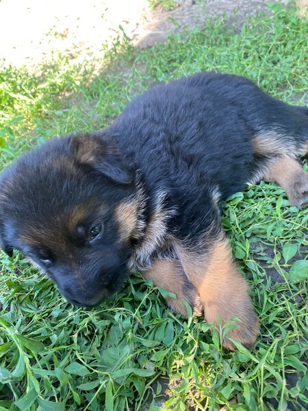 Pui Ciobanesc German masculi negrii si roscati - doua luni si jumatate.