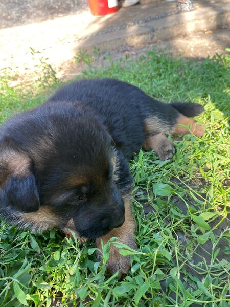 Pui Ciobanesc German masculi negrii si roscati - doua luni si jumatate.