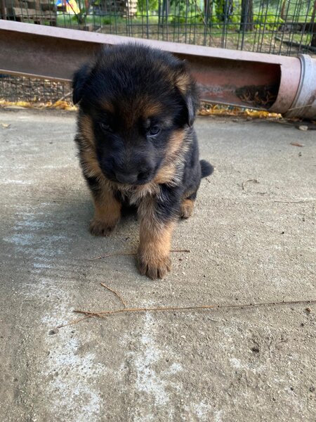 Pui Ciobanesc German masculi negrii si roscati - doua luni si jumatate.