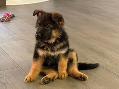Pui Ciobanesc German masculi negrii si roscati - doua luni