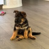 Pui Ciobanesc German masculi negrii si roscati - doua luni